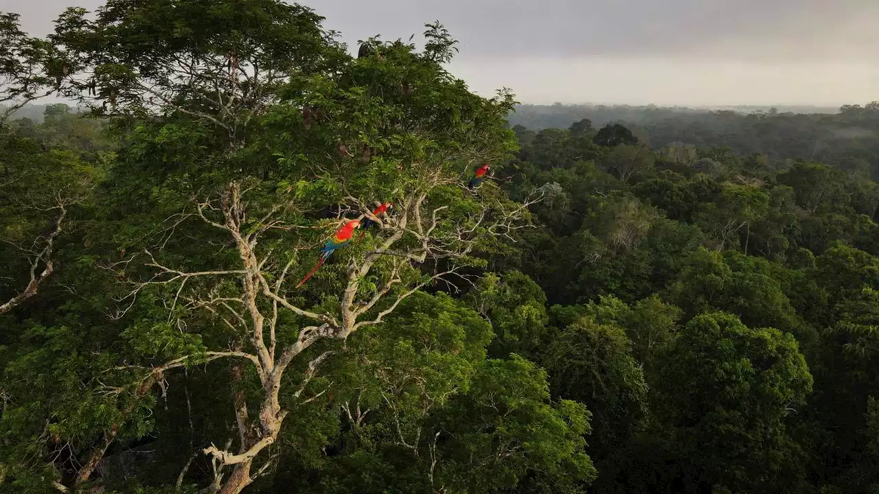 Amazonas: Deutschland mit Millionen-Hilfe für Regenwald