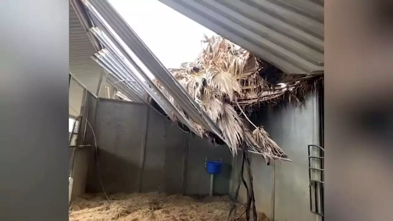 Chino Hills equine rescue still recovering after storms damaged barn, trapping horses in stalls