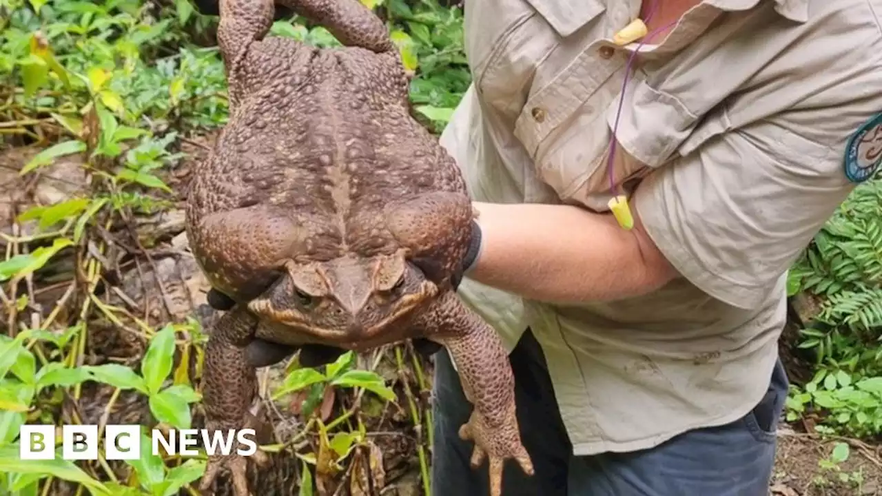 Australia's 'Toadzilla': Record-breaking cane toad found in Queensland