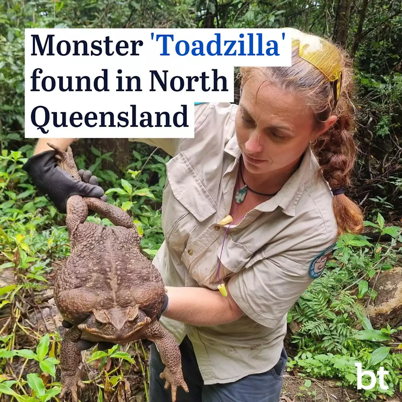 ‘Might be largest on record’: Giant cane toad discovered in north Qld