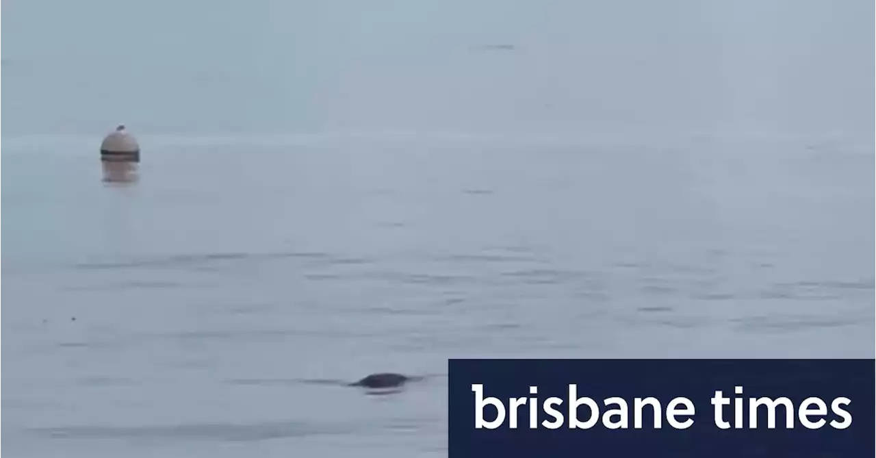 ‘Crocodile footage’ off Brisbane not all its snapped up to be