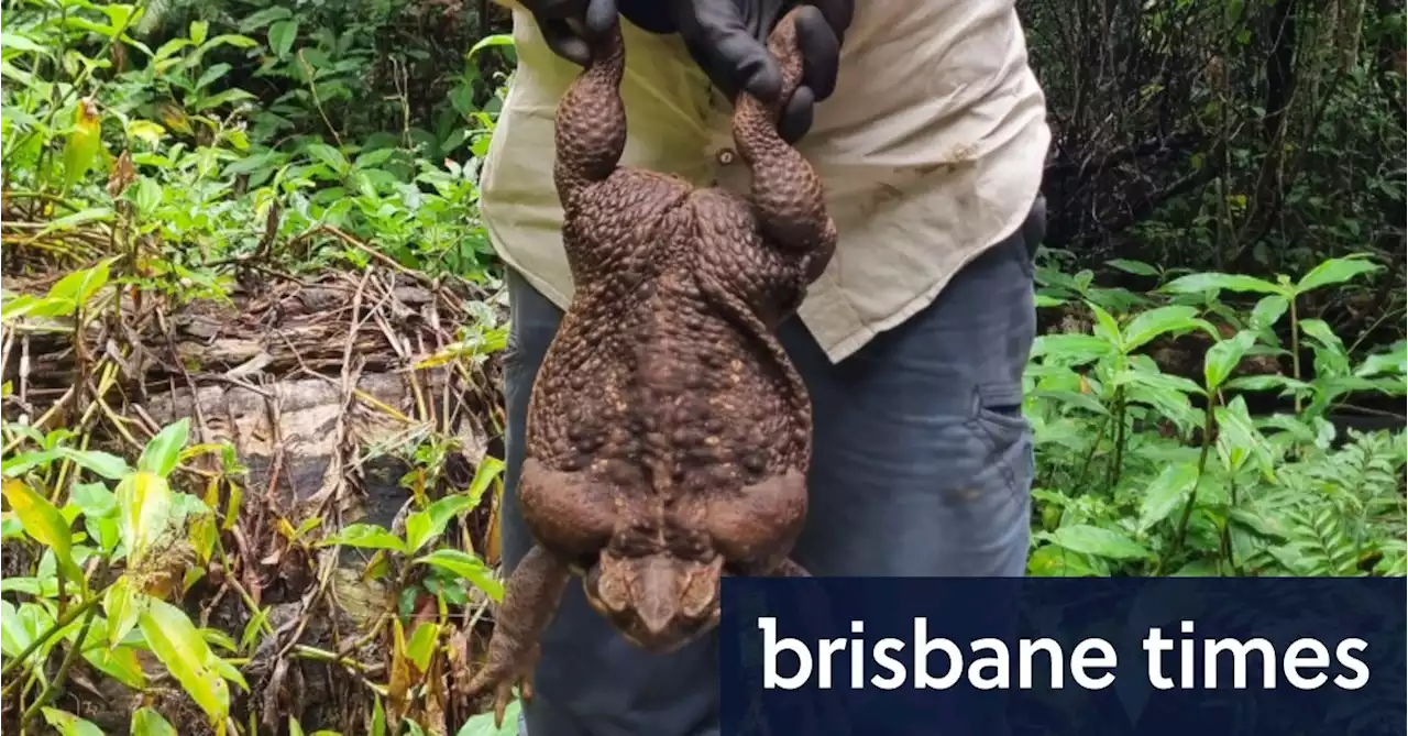 ‘Might be largest on record’: Giant cane toad discovered in north Qld