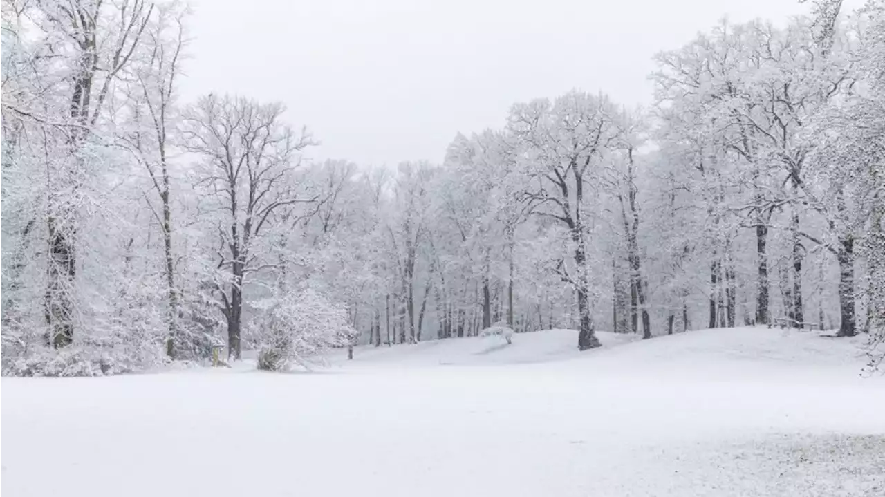 Äste brechen unter Schneelast ab - Vorsicht im Park Branitz