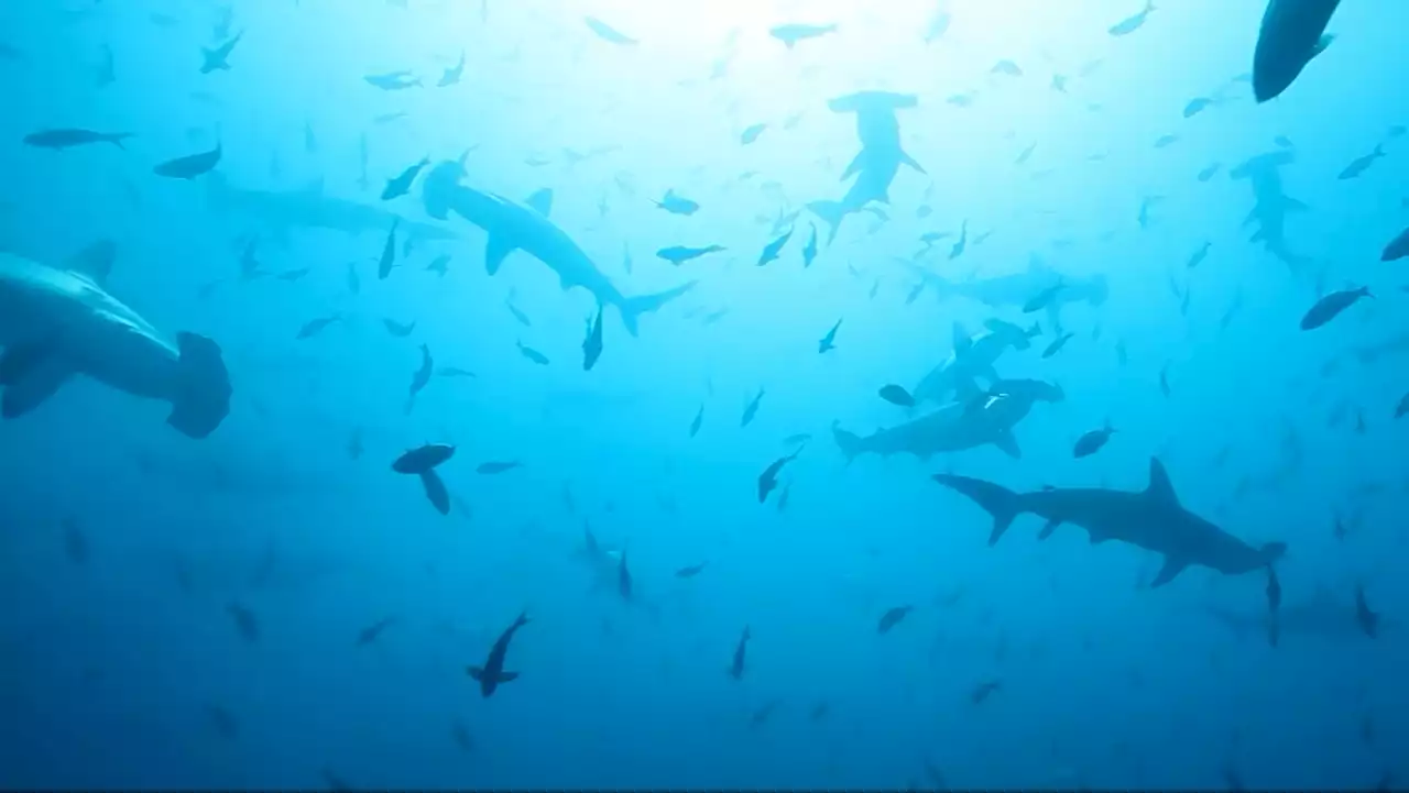 El paraíso de Colombia en el que los tiburones son los guardianes del mar