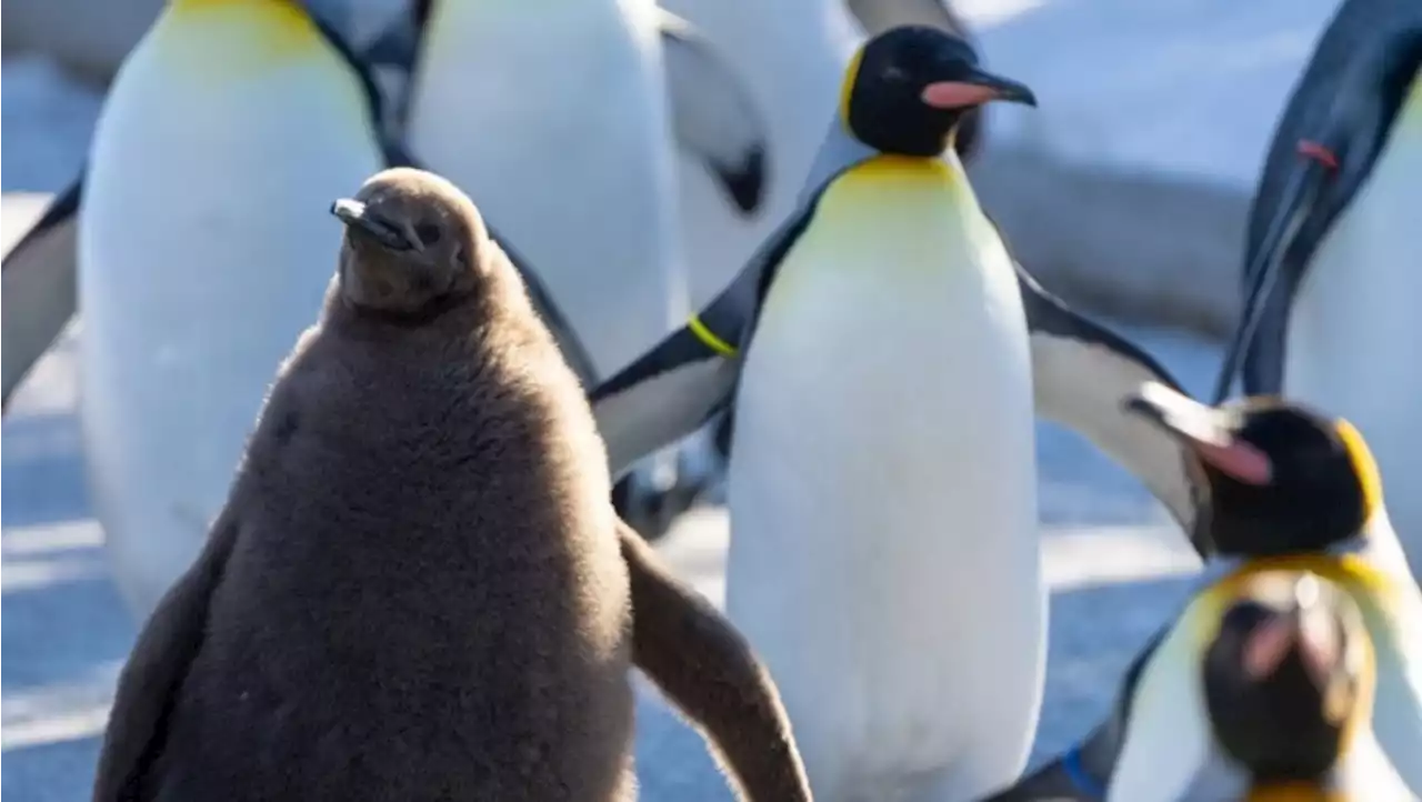 Calgary Zoo announces name of newest penguin chick