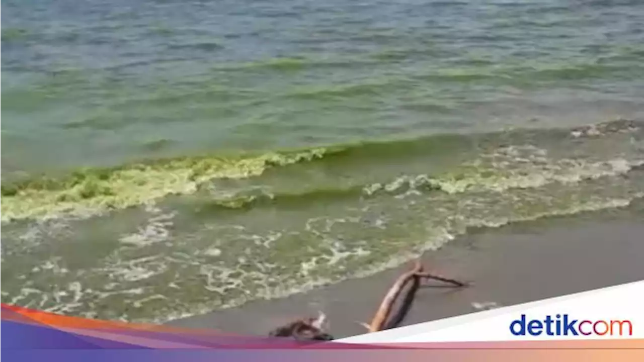 Air Laut Selayar Berubah Hijau, Ahli Ekologi Unhas Jelaskan Penyebabnya