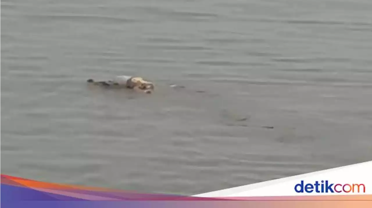 Tenggelam 2 Hari, Jasad Bayi Utuh Diantar Buaya ke Tepi Sungai Mahakam