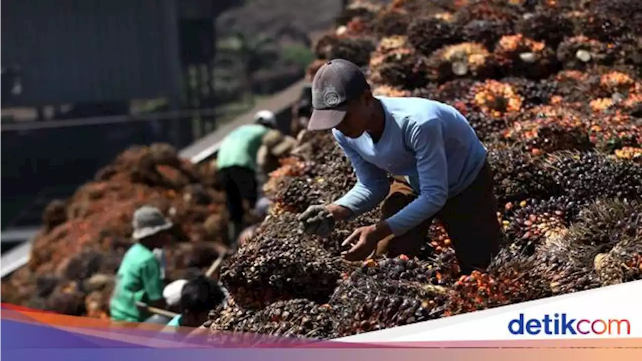 Diminta Buat Harga Acuan Minyak Sawit Juni 2023, Bappebti Nego ke Mendag