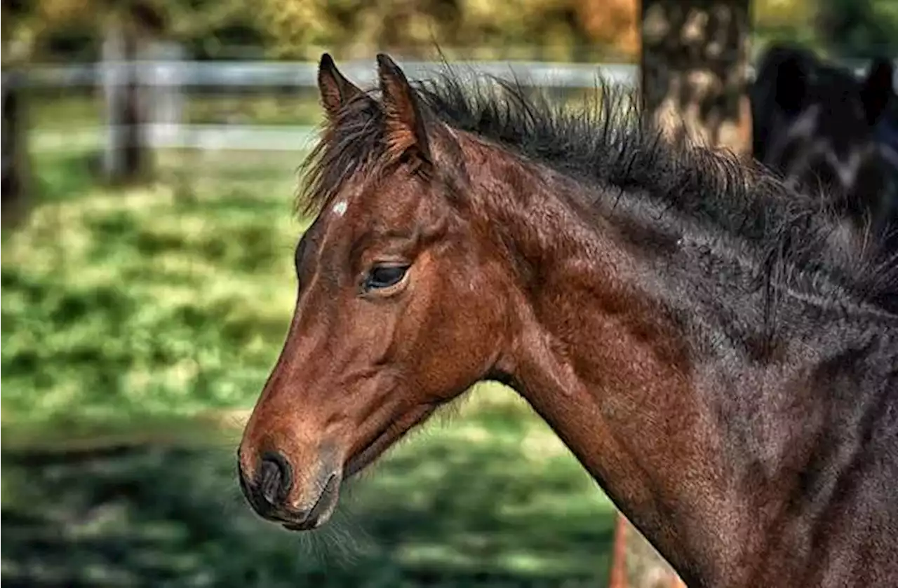 Denuncian muerte de un caballo tras recibir un disparo en el cuello, en Palmira