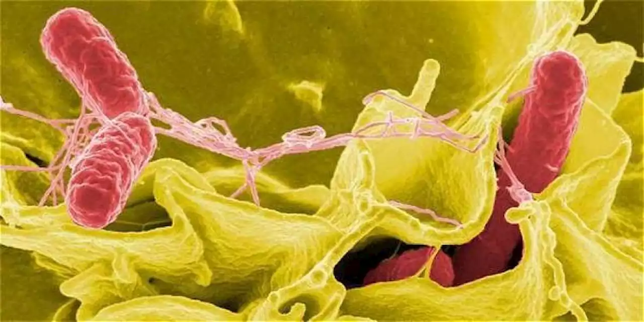 Bacteria de la salmonella aumenta el riesgo de cáncer de colon