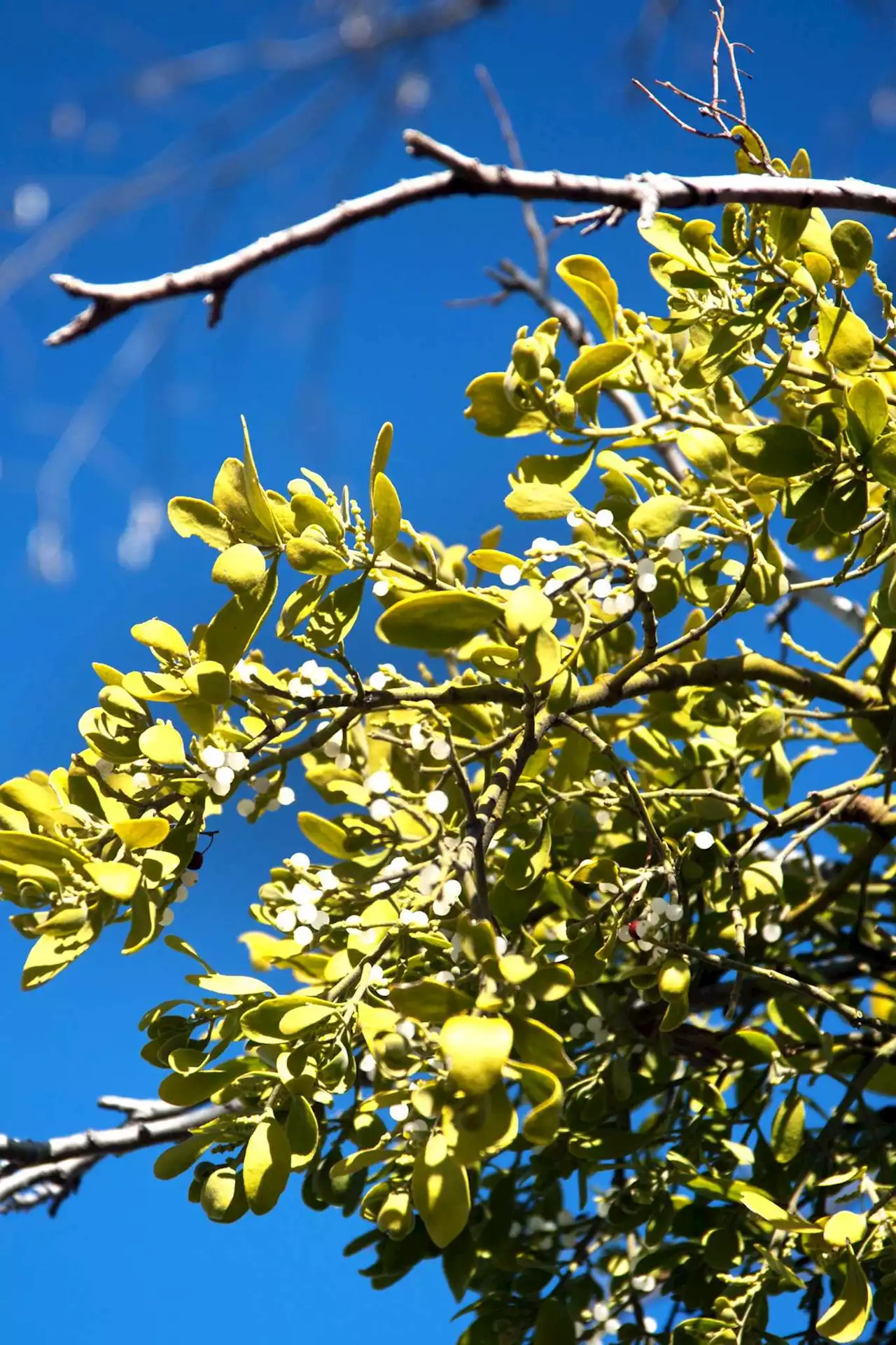 Good riddance: S.A. freeze destroyed 3 pesky plants