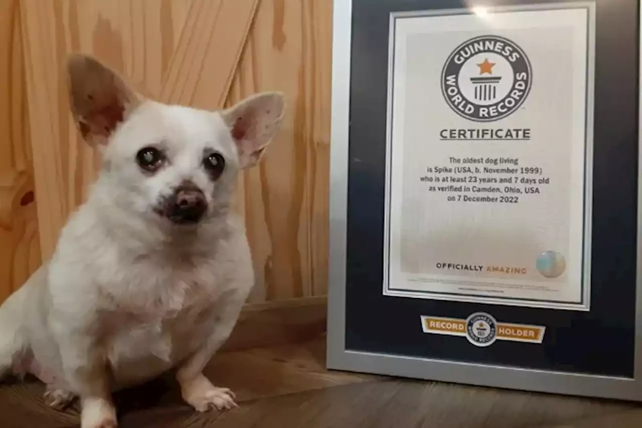 Guinness World Records names 23-year-old Chihuahua mix from Ohio world's oldest living dog