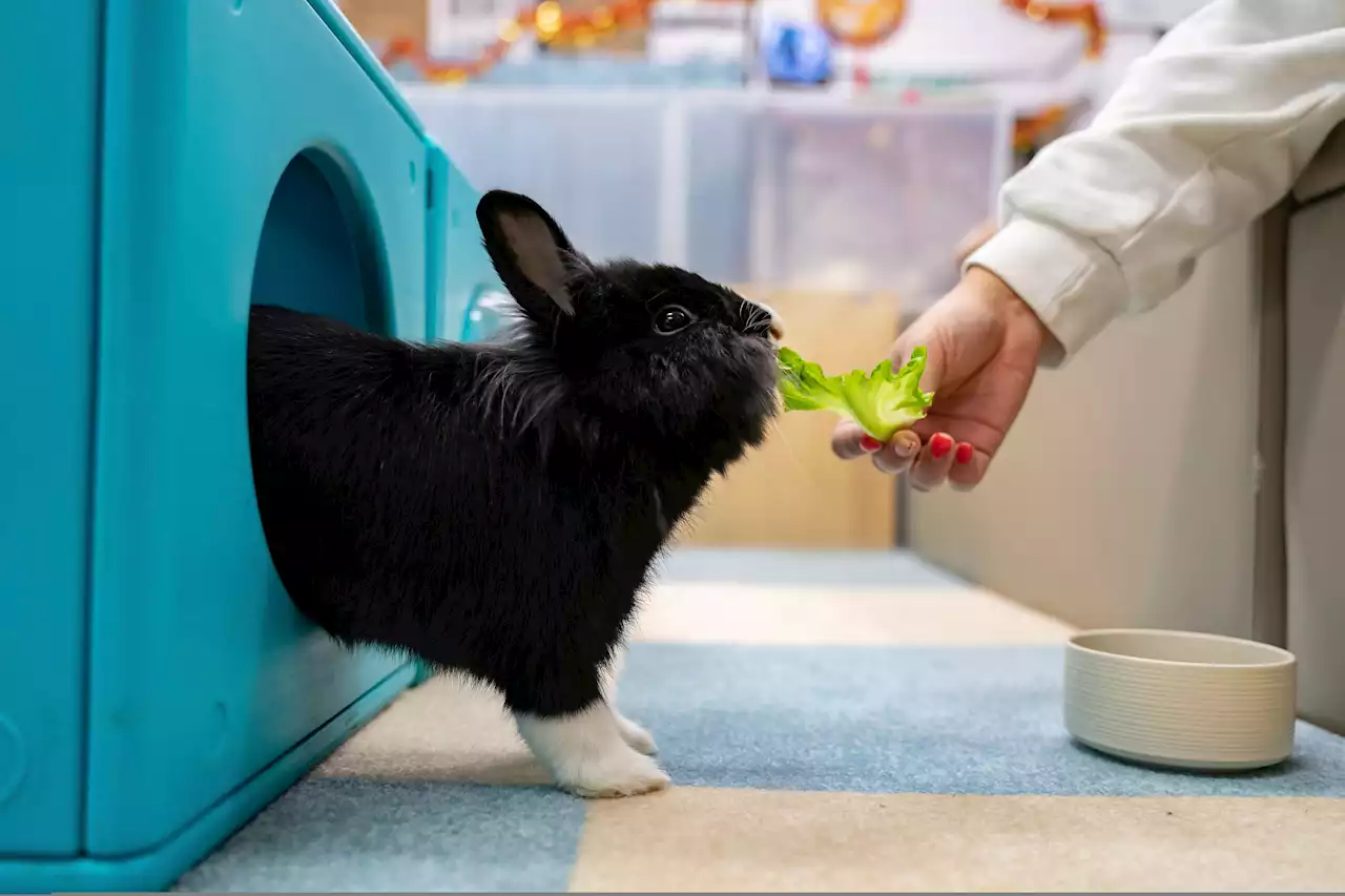 Bunnies Celebrate Year Of The Rabbit In Style At Hong Kong Resort