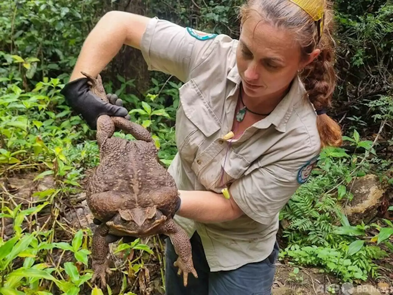 体重2.7キロ「モンスター」ガエル、安楽死 豪 - トピックス｜Infoseekニュース