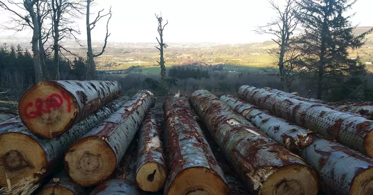 Coillte’s British partner attempts to soothe fears over Irish forestry deal