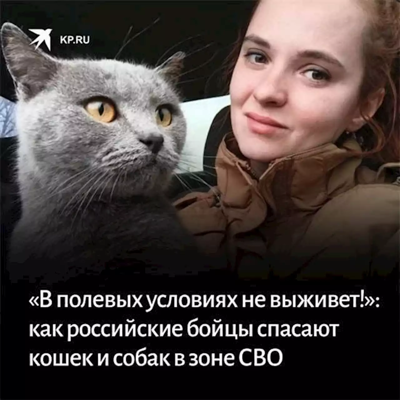 «В полевых условиях не выживет!»: как российские бойцы спасают кошек и собак в зоне СВО