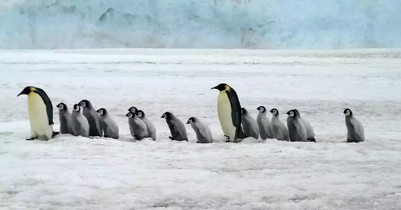 Descubren nueva colonia de pingüinos emperador en la Antártida