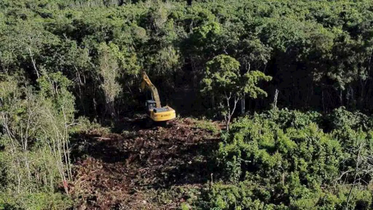 Tren Maya: Nuevo amparo ordena detener trabajos de tala y desmonte en el Tramo 5