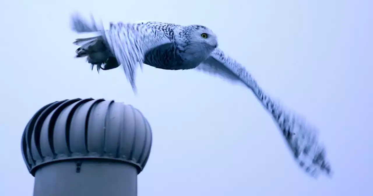 Rare snowy owl that drew flocks of birdwatchers disappears from Cypress neighborhood