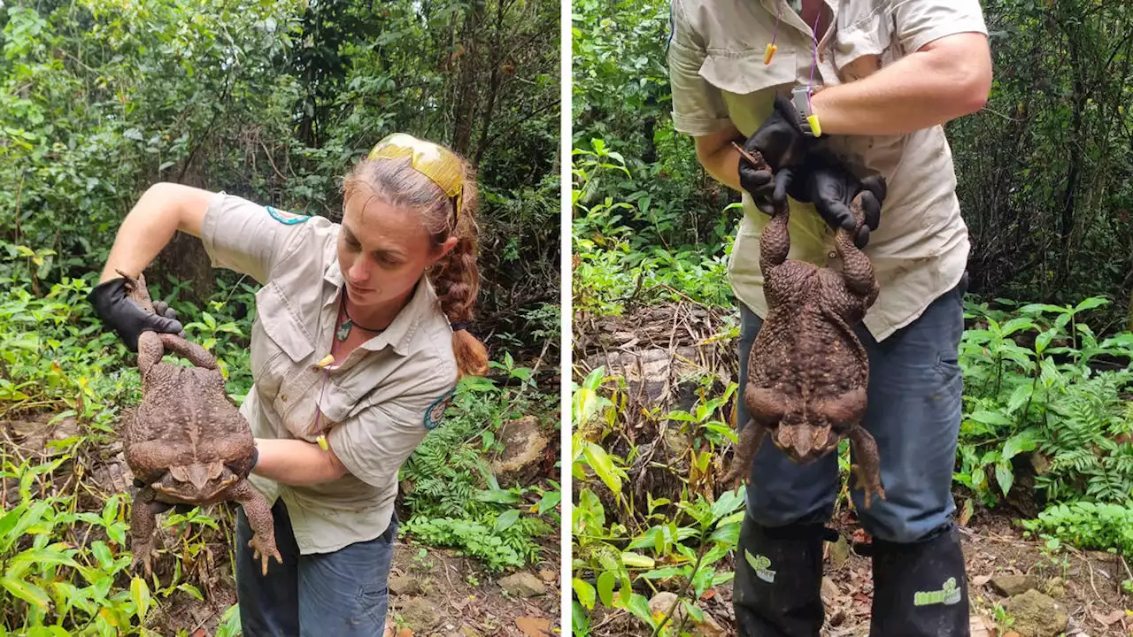 'Toadzilla': Monster cane toad thought to be biggest ever found in Australian forest