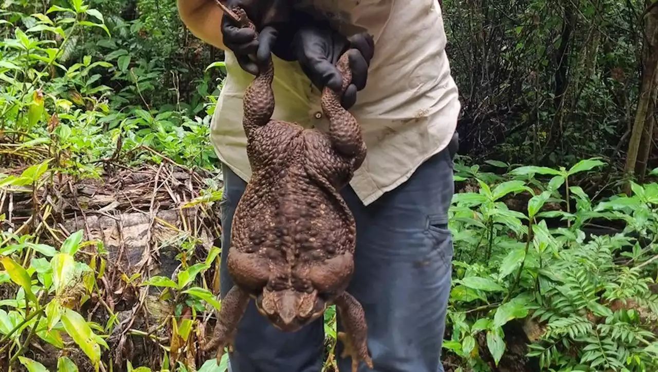 'Crapaudzilla' : un 'monstrueux' crapaud buffle géant de près de 3 kg découvert en Australie