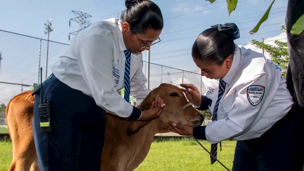 [FOTOS Y VIDEO] En el 'Poli' ya adoptaron al ternerito que ingresó a las instalaciones de la institución