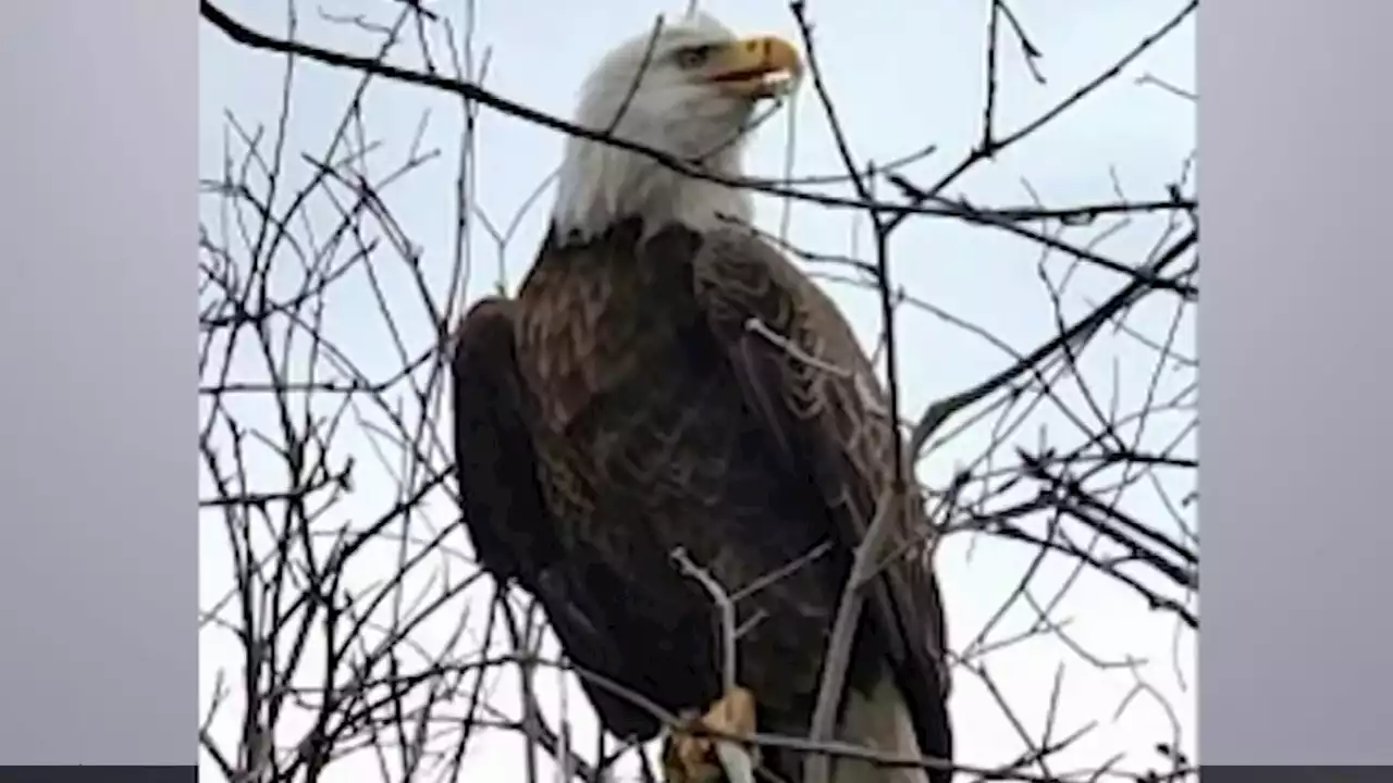 Bald Eagle Euthanized on Long Island After Suspected to Have Avian Flu