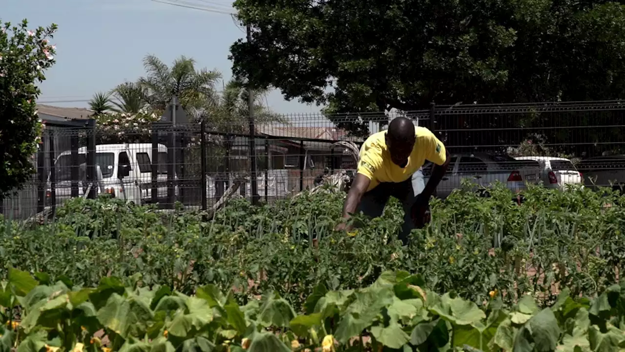 WATCH | Cape Town school reclaims field once filled with trash, drug activity | News24