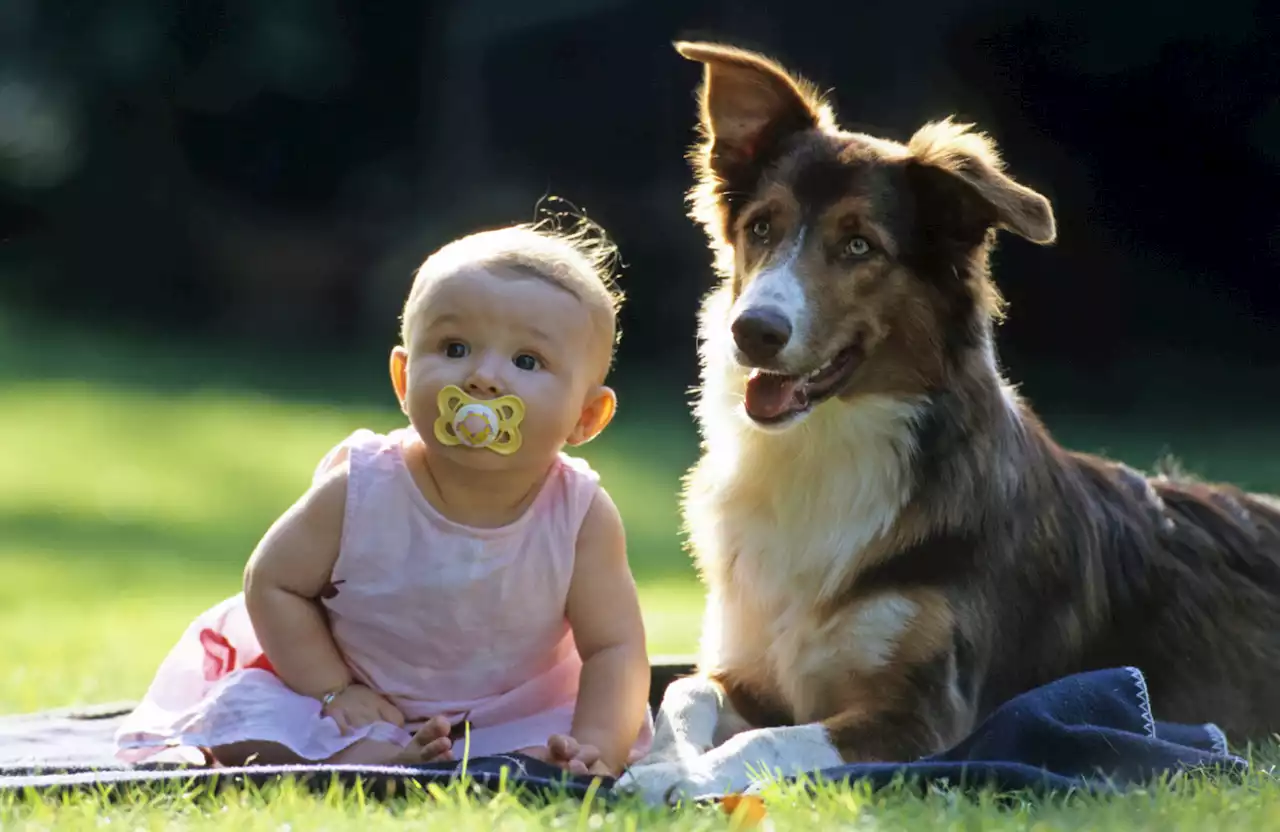 'Dogs don't know babies are human' - Preparing your pooch for a new baby