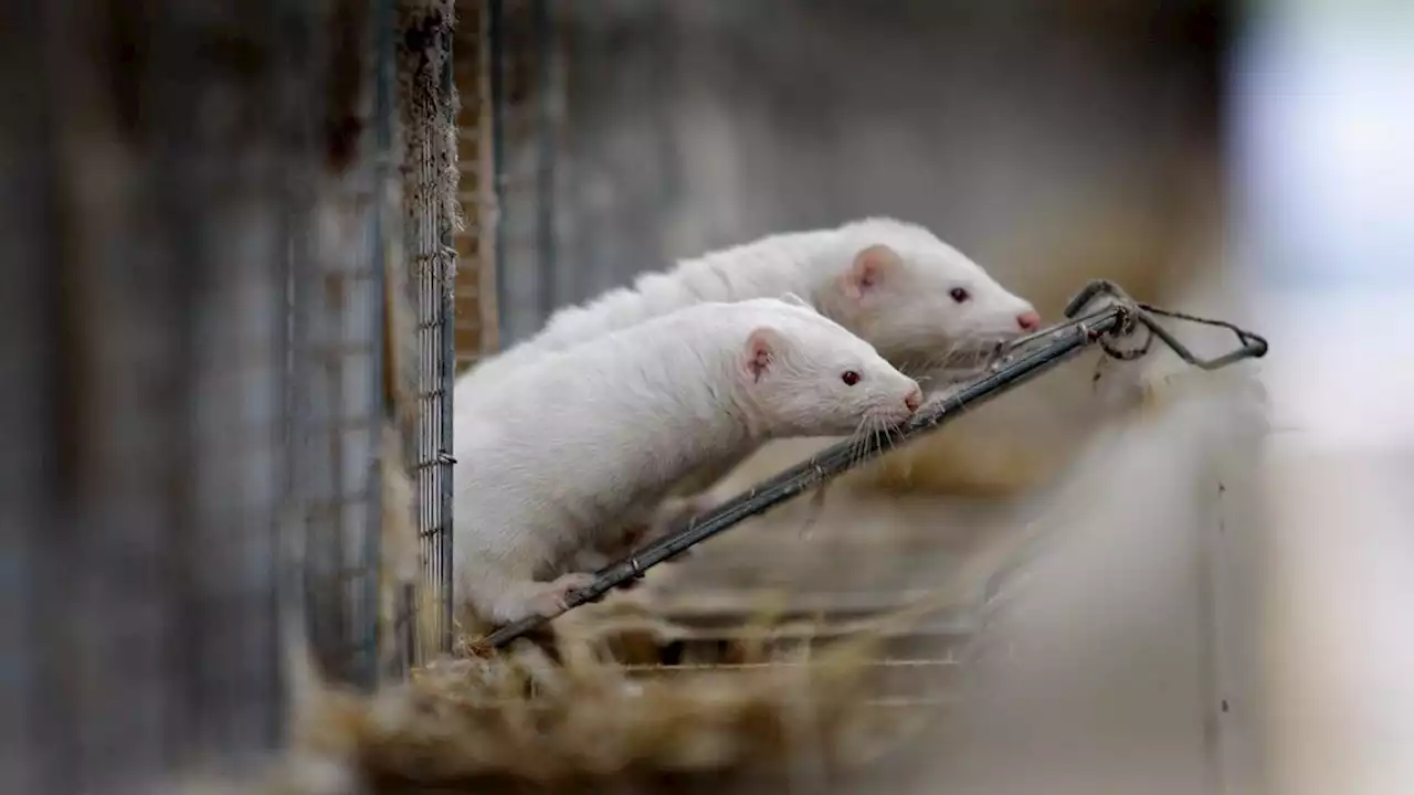 Nertsen in Spaanse fokkerij hebben vogelgriep, mogelijk onderlinge besmetting