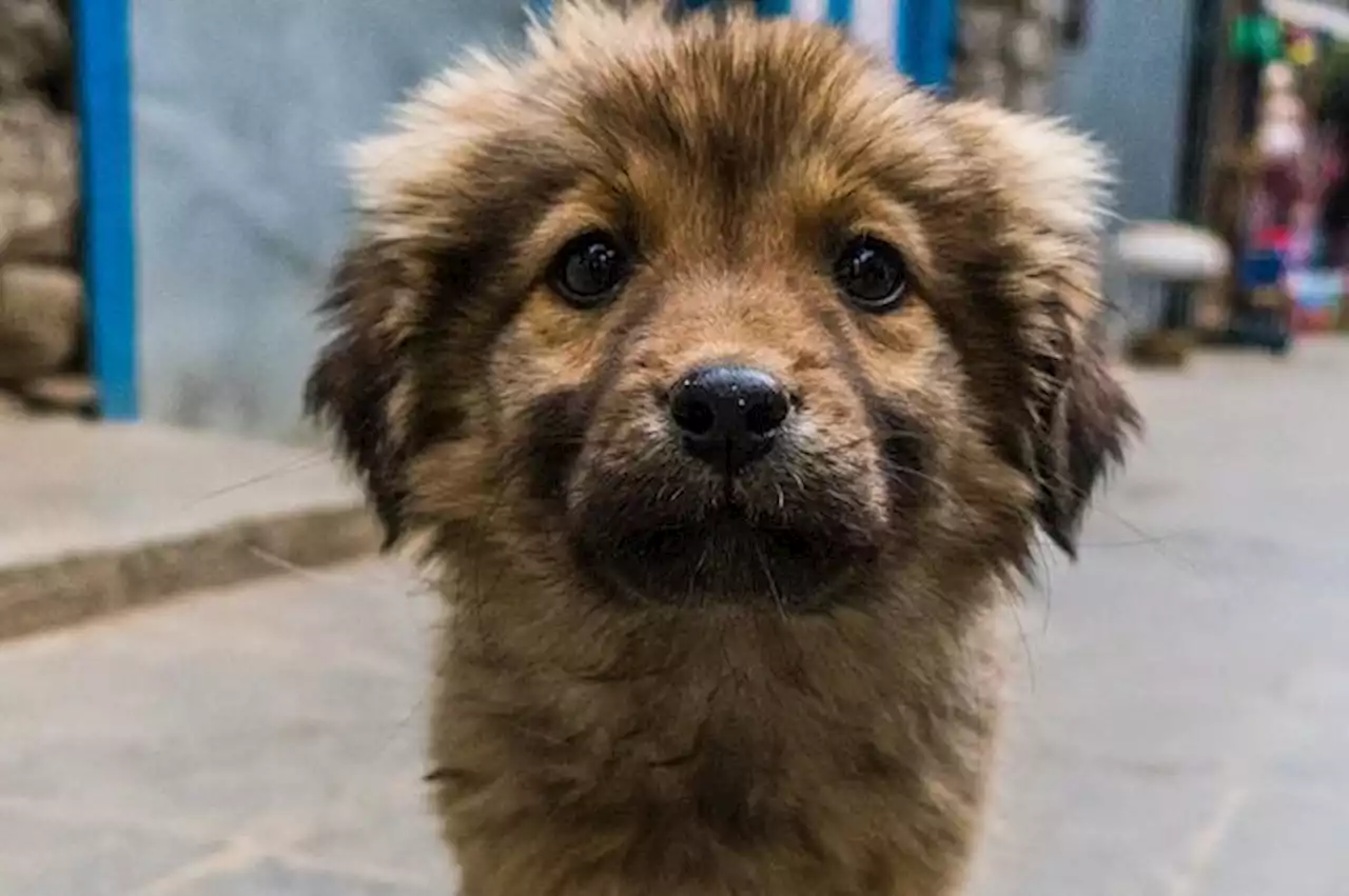 Perros criollos les 'dan tres vueltas' a los de raza pura: características de los caninos - Pulzo