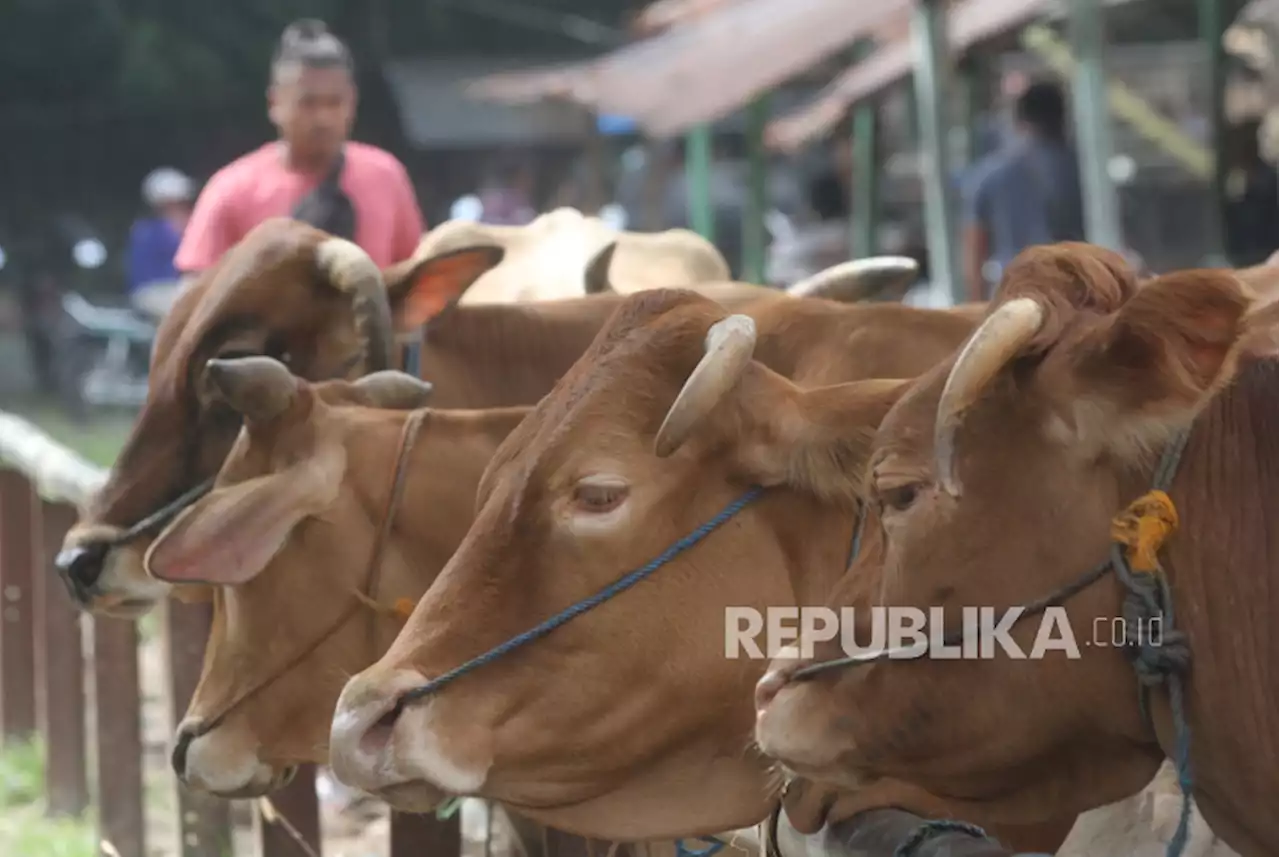 Disnakkeswan Jateng Perkuat Pencegahan dan Penanganan Penyebaran LSD |Republika Online