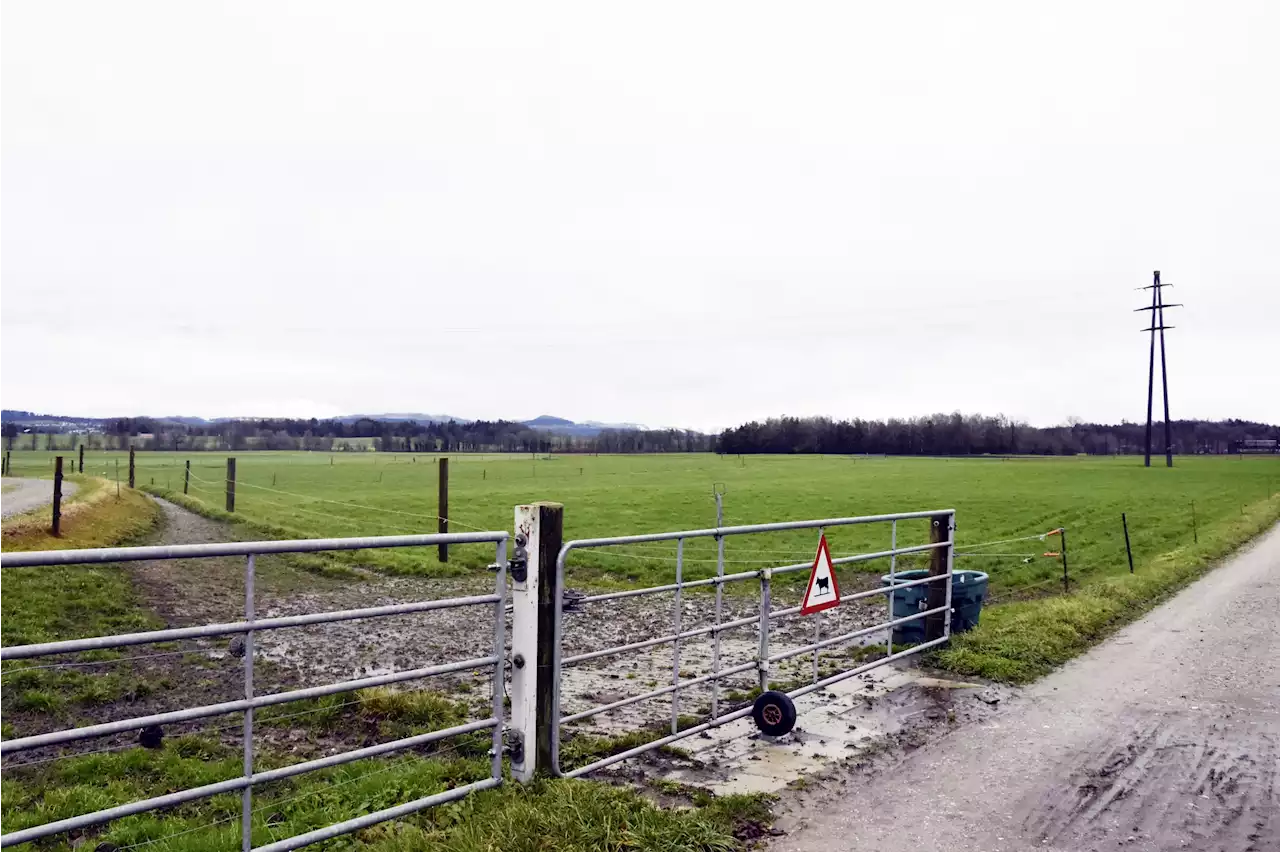 Hunderte Hektaren wieder vernässen - Schweizer Bauer