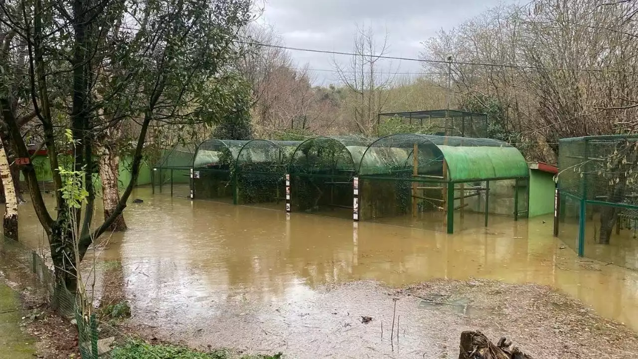 La inundación del zoo de Santillana del Mar obliga a evacuar a unos 200 animales: 'Los orangutanes tenían metro y medio de agua'