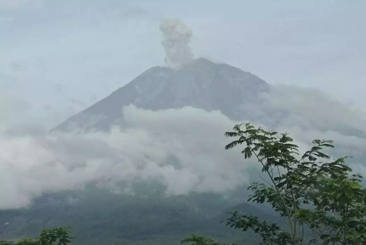 Gunung Semeru Erupsi, Tinggi Letusan Capai 500 Meter di Atas Puncak