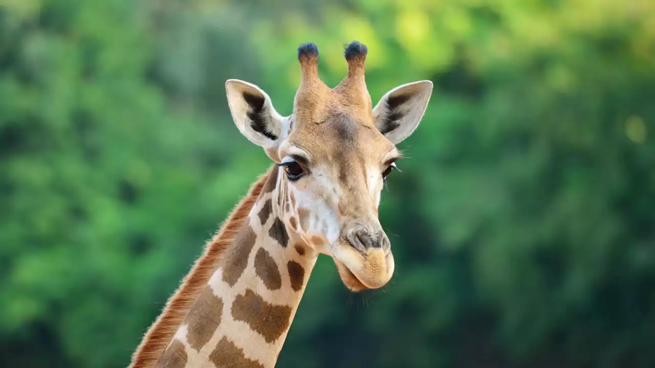 Men sentenced after breaking into Marwell Zoo and hitting giraffe with bottle before posting video on Snapchat