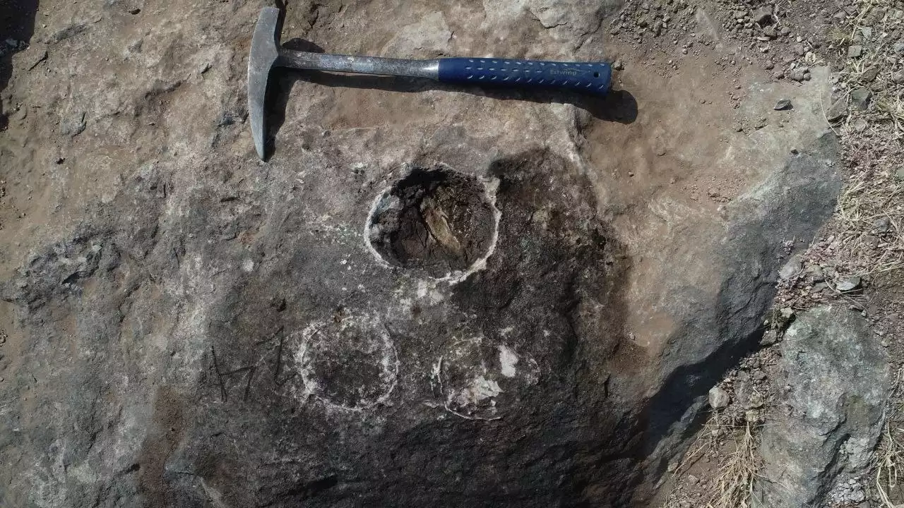 256 fosil telur dinosaur ditemukan di India