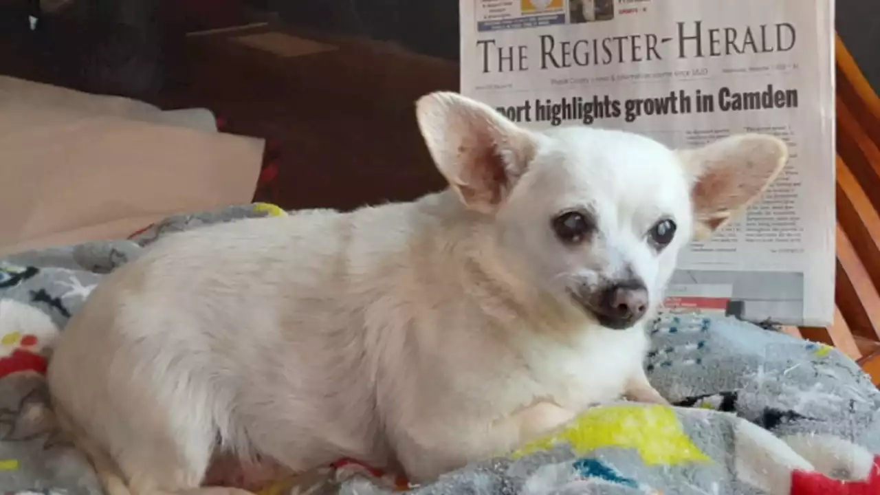 The world's oldest living dog, a chihuahua named Spike, takes Guinness World Record