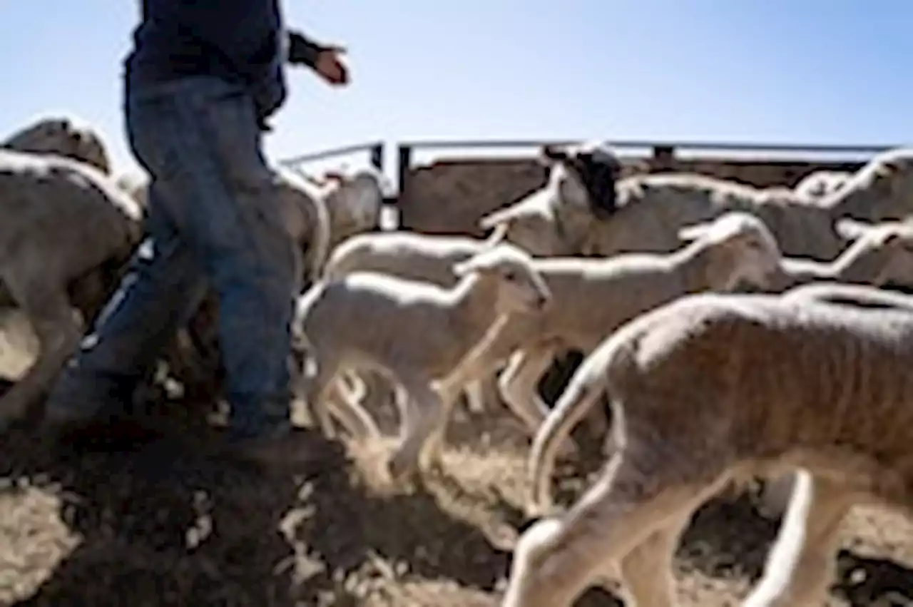 How 10,000 sheep and their Peruvian handlers trek 300 miles across the hills of Wyoming