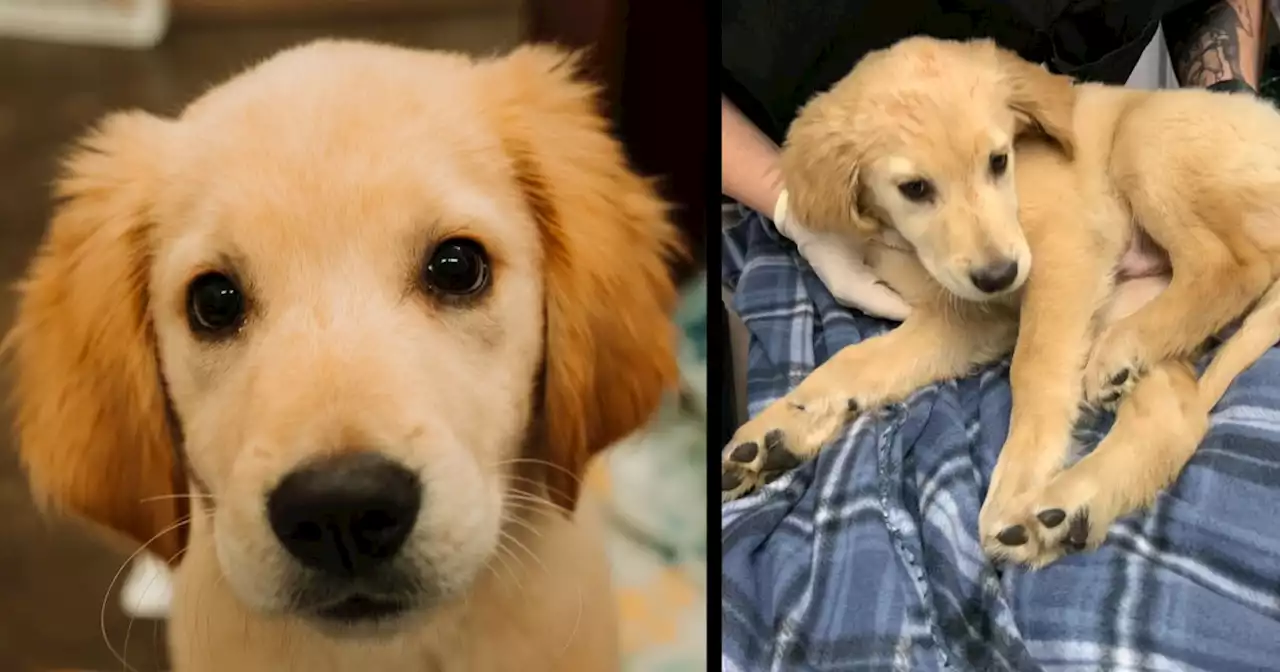 Lake Humane Society seeking donations to help golden retriever puppy with fractured leg from alleged abuse