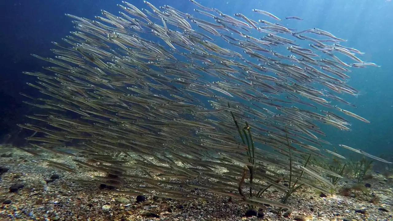 Loss of tiny organisms hurts ocean, fishing, scientists say