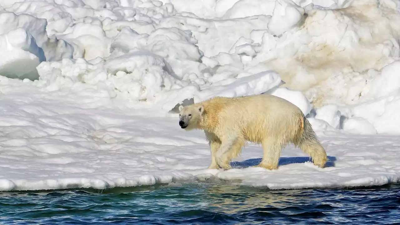 Rare attack in Alaska renews interest in polar bear patrols