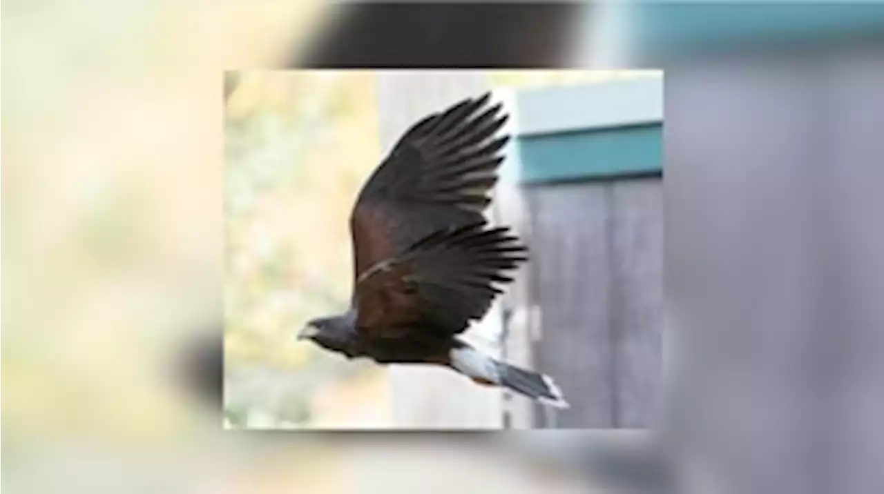 Beloved Zoo Atlanta hawk dies after getting into fight with wild animal