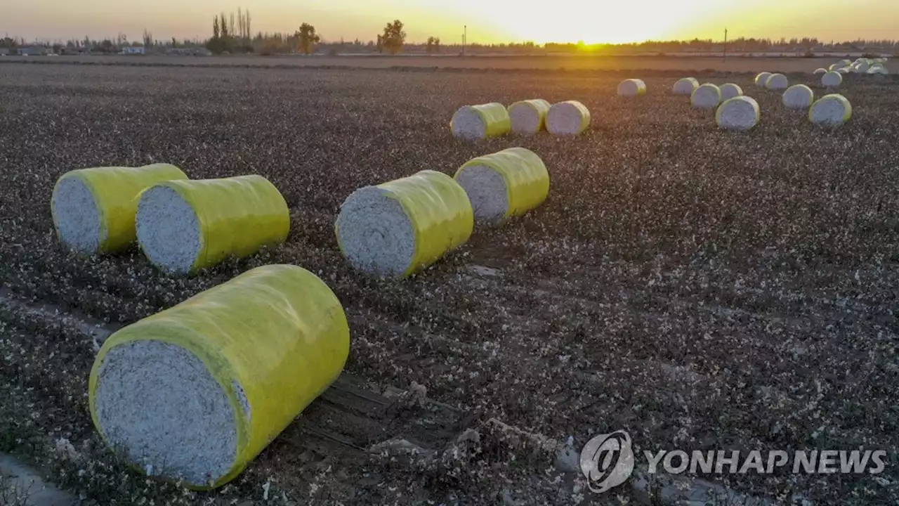 英 법원 '中 신장 강제노동 면화 있어'…위구르 소송은 기각 | 연합뉴스