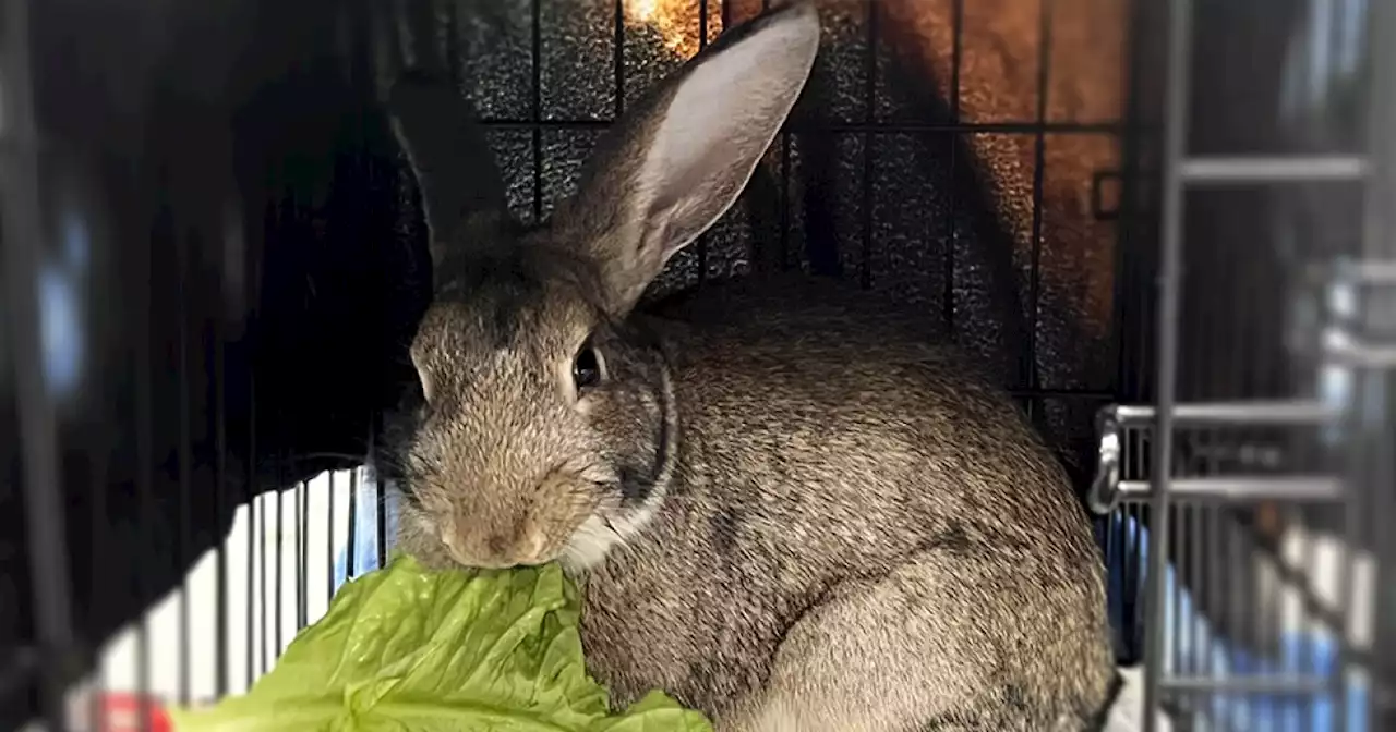 Pet of the Week: Marty the Rabbit