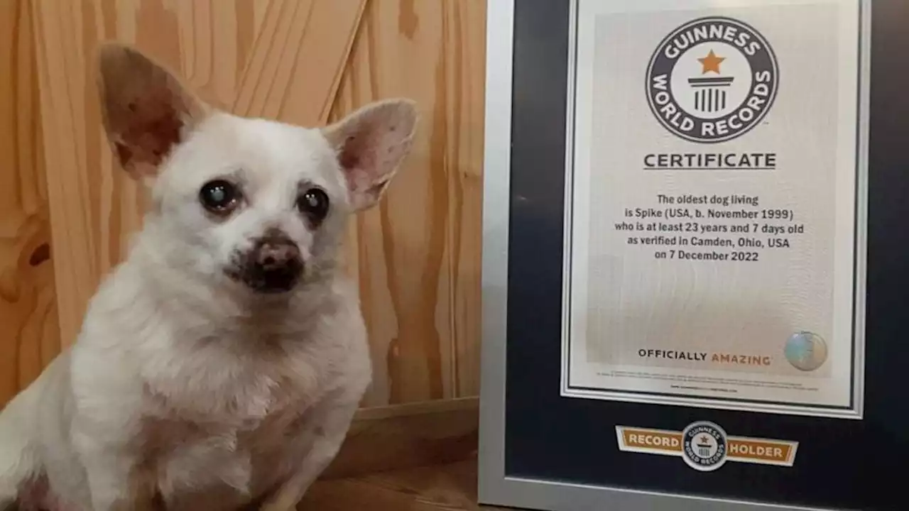 Meet the 23-year-old chihuahua who was named the world's oldest dog