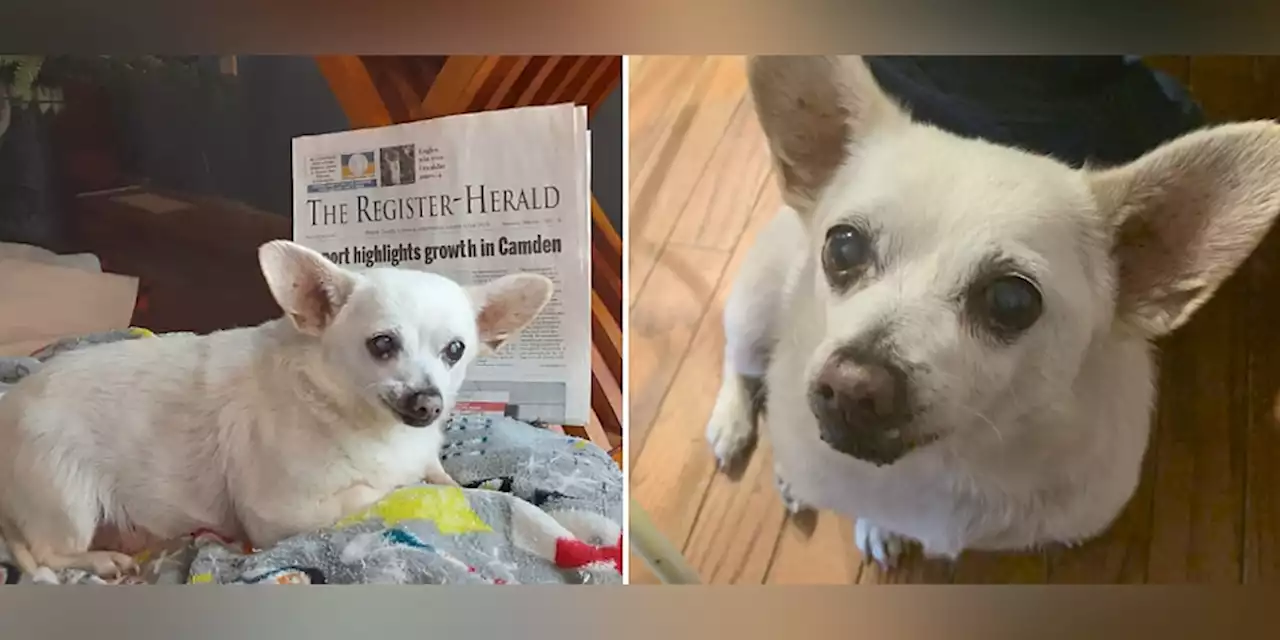 23-year-old chihuahua named Spike is world’s oldest living dog: Guinness World Records