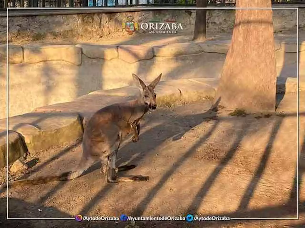 Recibe Reserva Animal del Río Orizaba un canguro