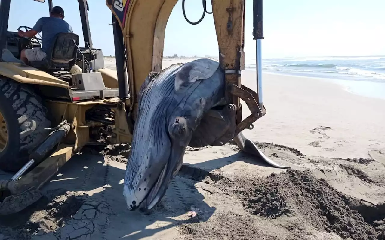 Ballena recién nacida fallece tras quedar varada en Acapulco