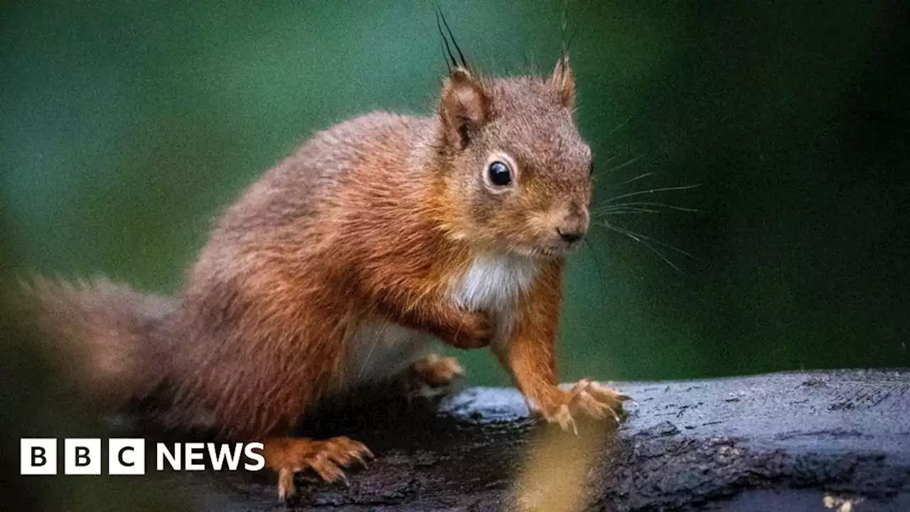 Red squirrels number on the rise in Scotland, survey finds